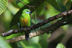 Orange-bellied Leafbird